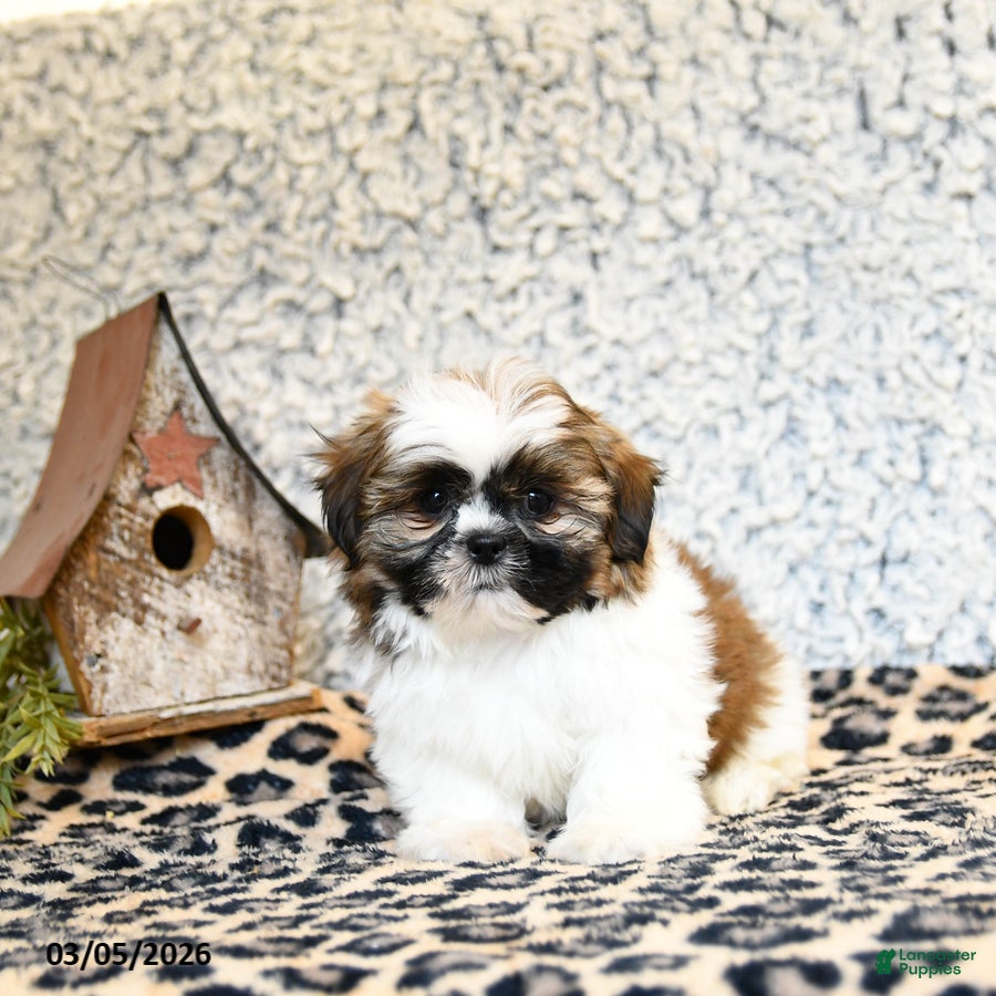 Shih Tzu dogs Dexter - Ad 2