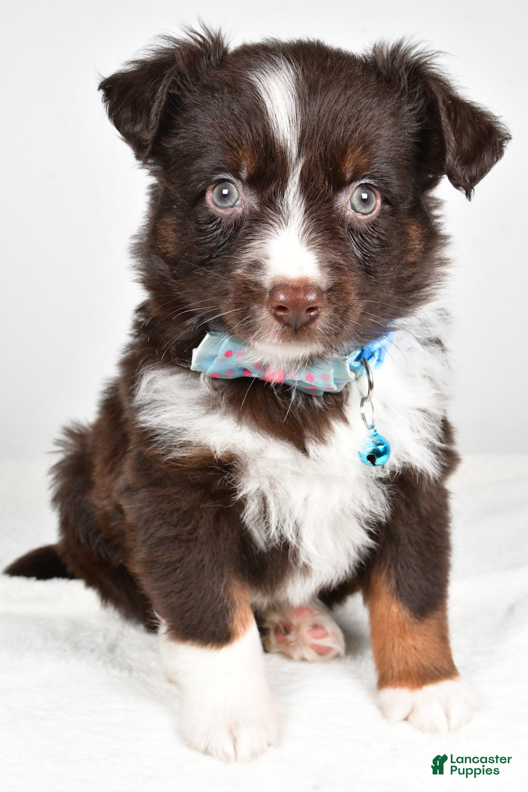 Mini Aussiedoodle dogs for sale: Stormy - Ad 6