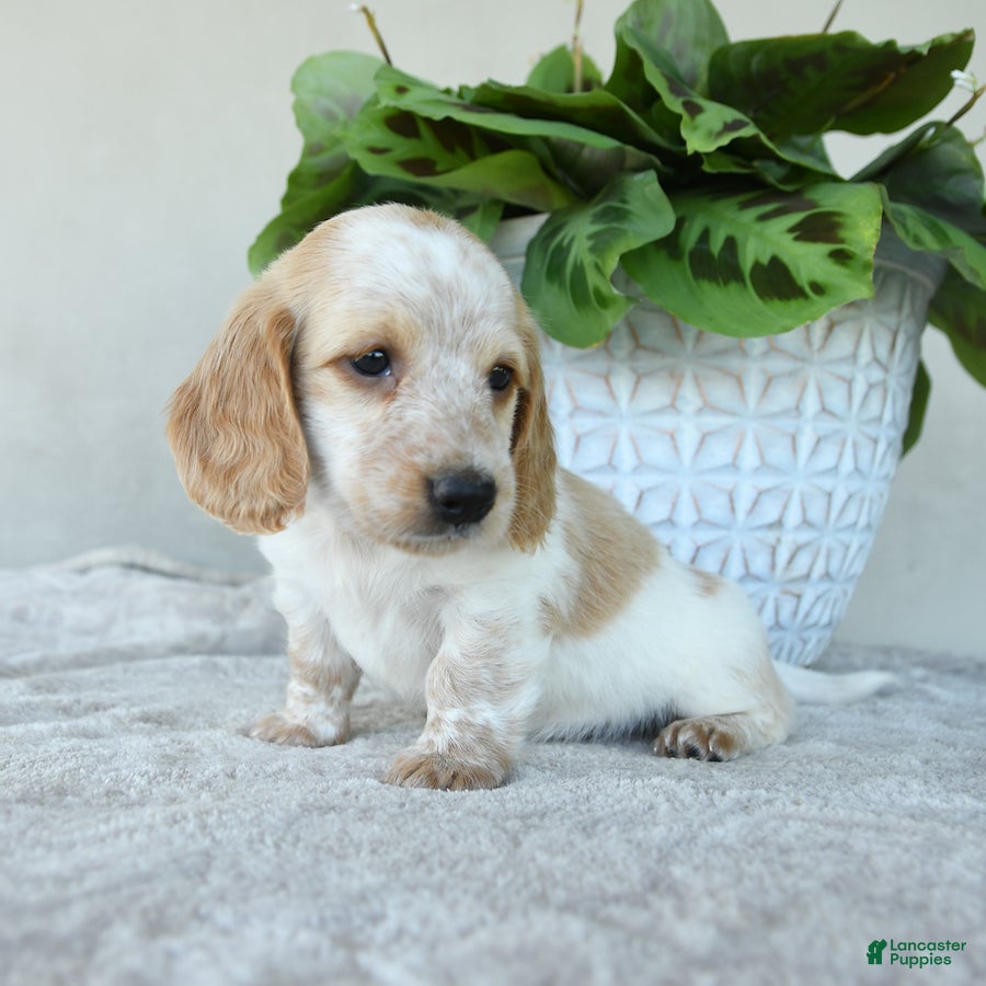 Dachshund dogs for sale: Wilson - Ad 2