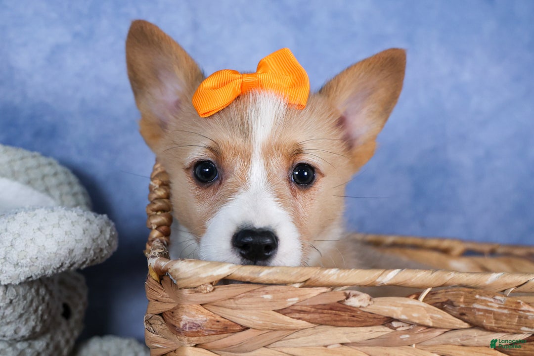 Welsh Corgi Pembroke dogs for sale: Milly - Ad 27