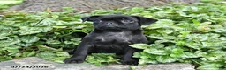 Pug dogs for sale: Dolly - Ad 3