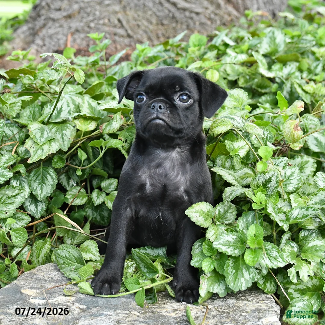 Pug dogs for sale: Dolly - Ad 3