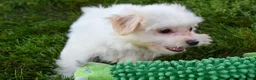 Maltese dogs for sale: Rusty ✨ - Ad 3