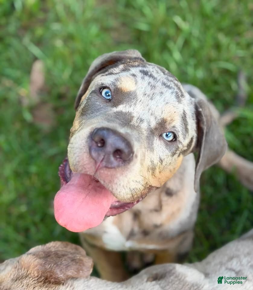 American Bully dogs American Bully 1 - Ad 1