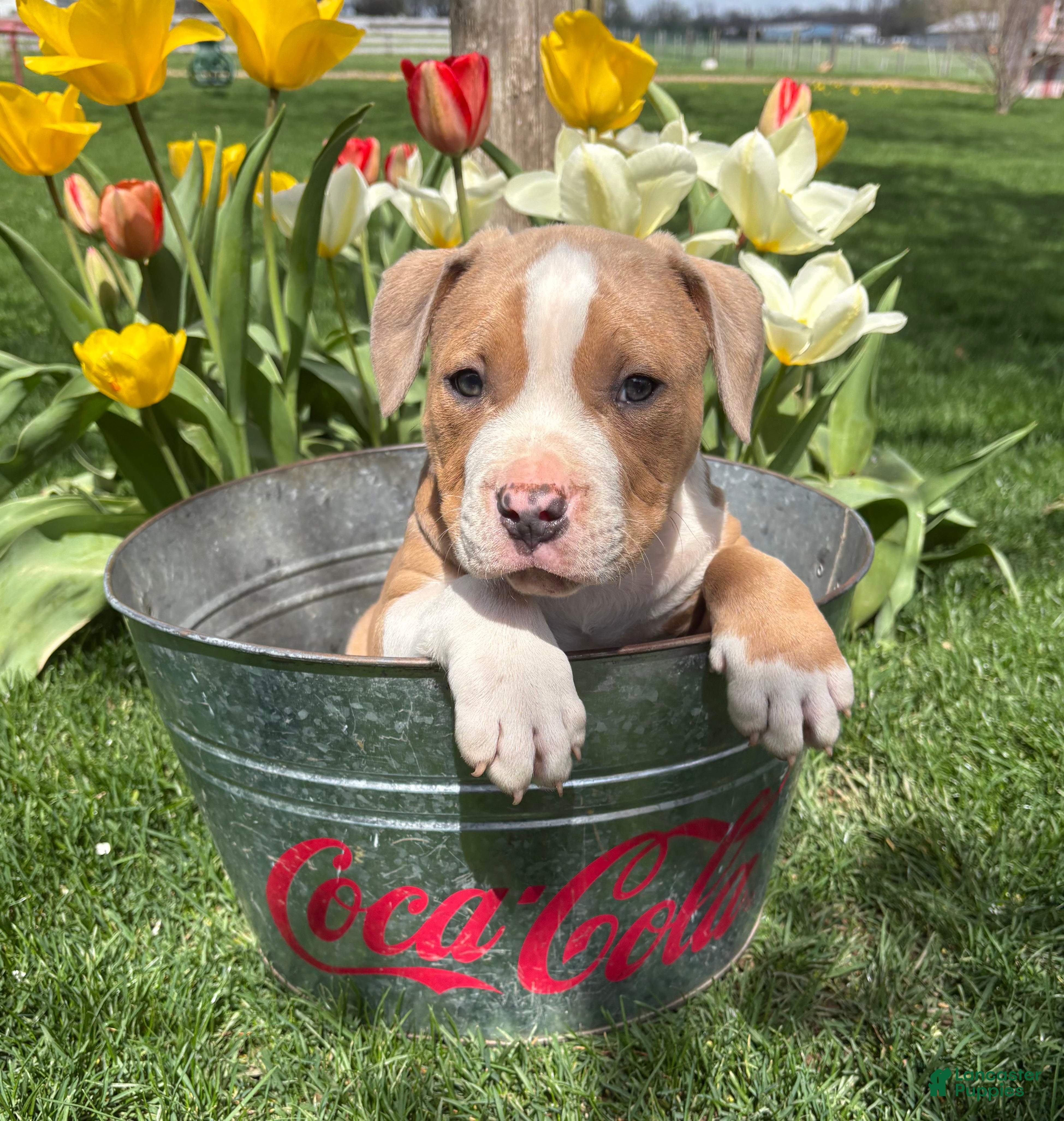 Mixed Breed dogs Sebastian - Ad 1