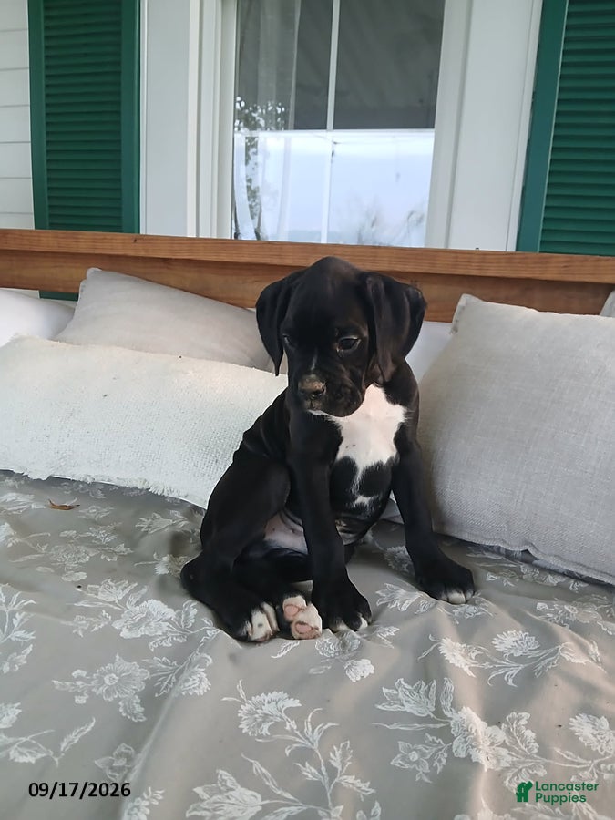 Boxer dogs Pokey - Ad 2