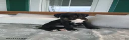 Boxer dogs for sale: Pokey - Ad 2