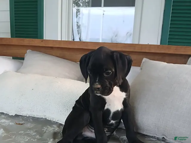Boxer dogs Pokey - Ad 2