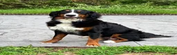 Bernese Mountain Dog dogs for sale: Bernese Mountain Dog 1 - Ad 2