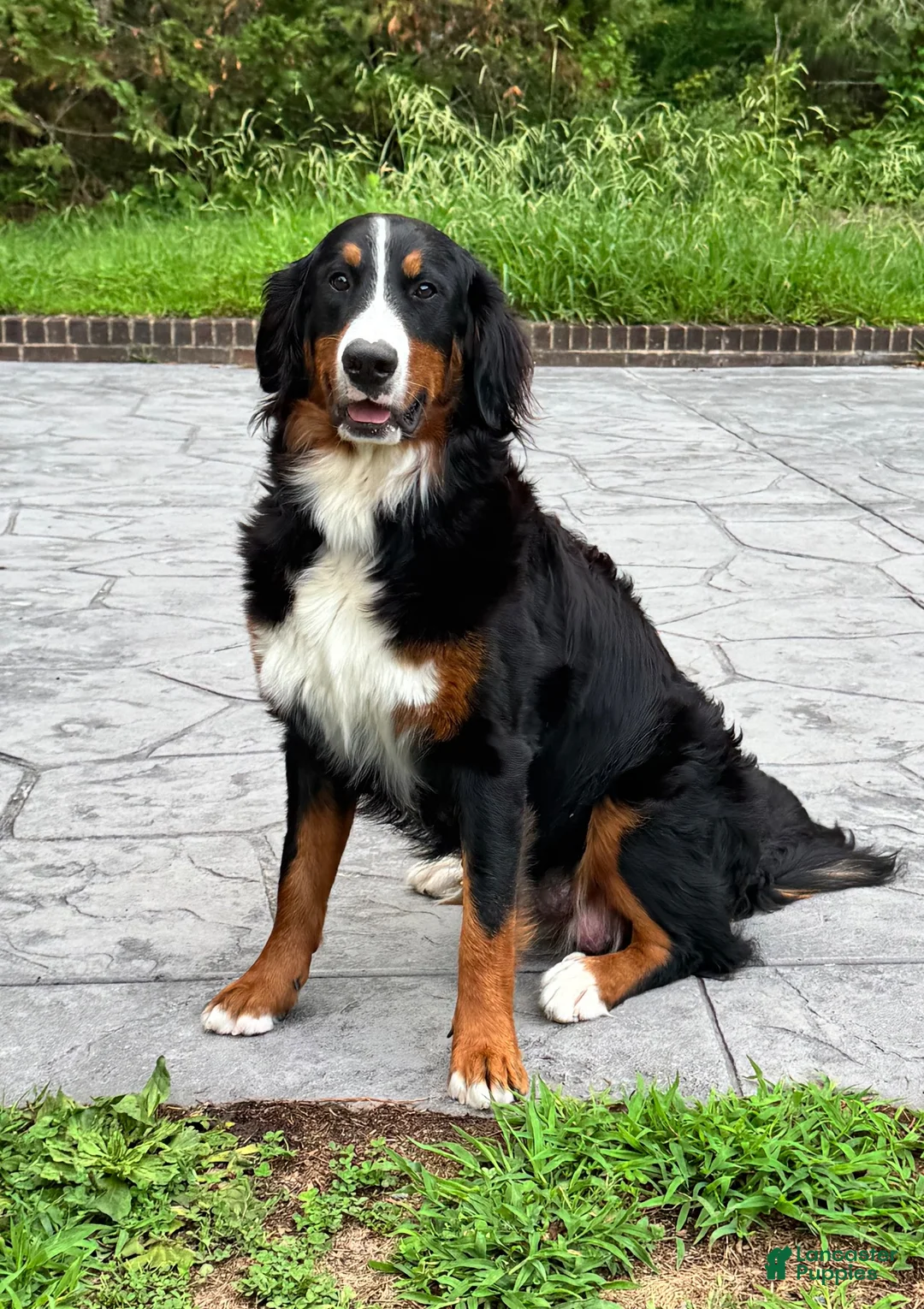 Bernese Mountain Dog dogs for sale: Bernese Mountain Dog 1 - Ad 2