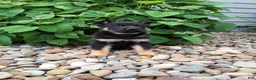 German Shepherd dogs for sale: Phoebe  - Ad 6