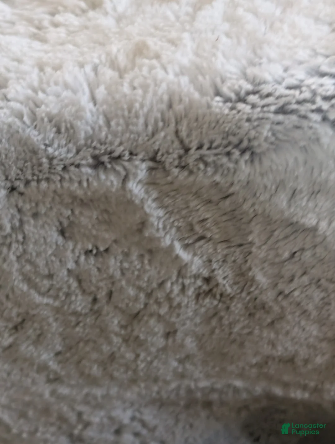 Mini Bernedoodle dogs for sale: Mini Nemo  - Ad 16