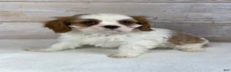 Cavalier King Charles Spaniel dogs for sale: Benji - Ad 4