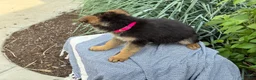 German Shepherd dogs for sale: Georgia - Ad 13