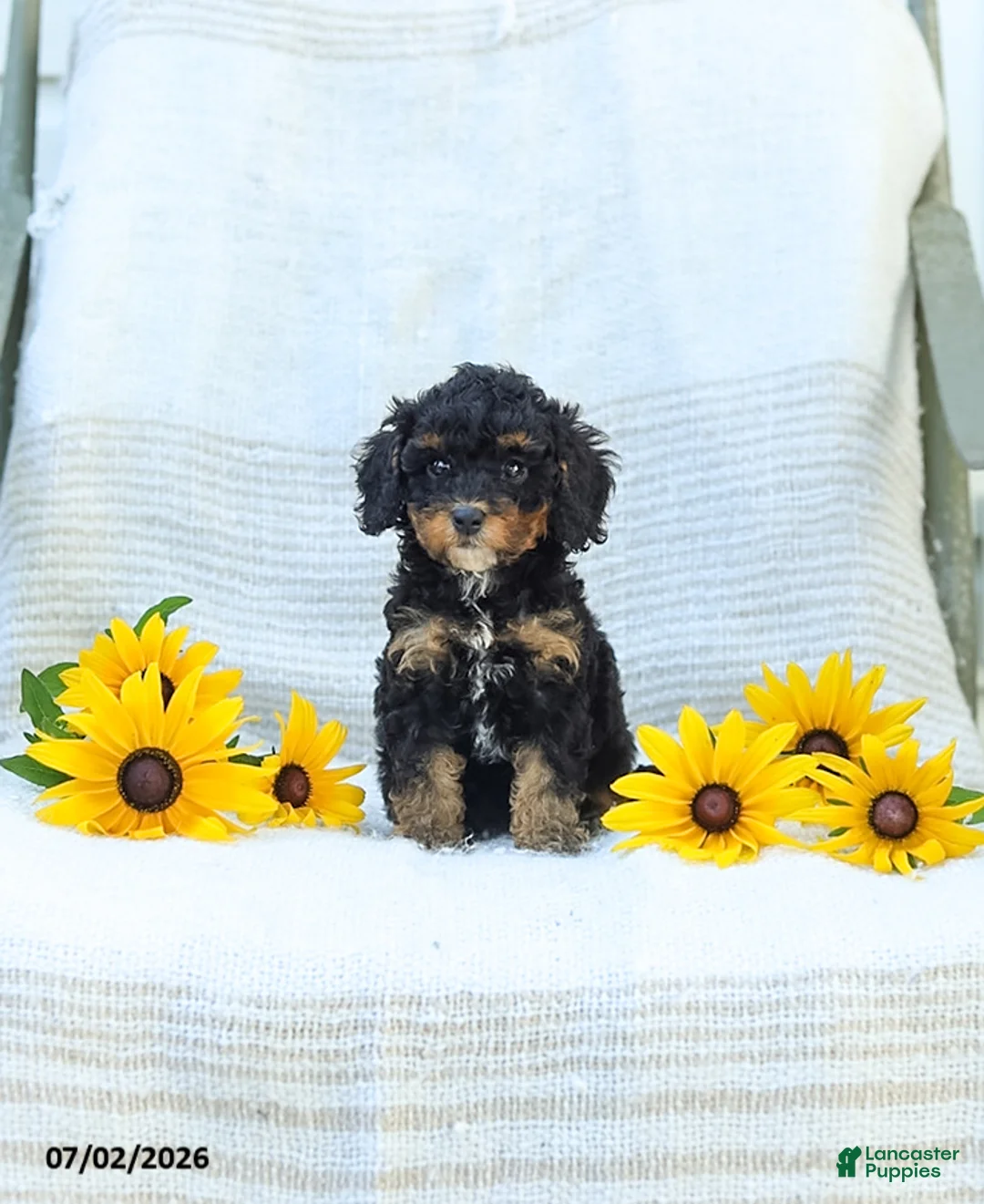 Cavapoo dogs for sale: Krissy - Ad 1