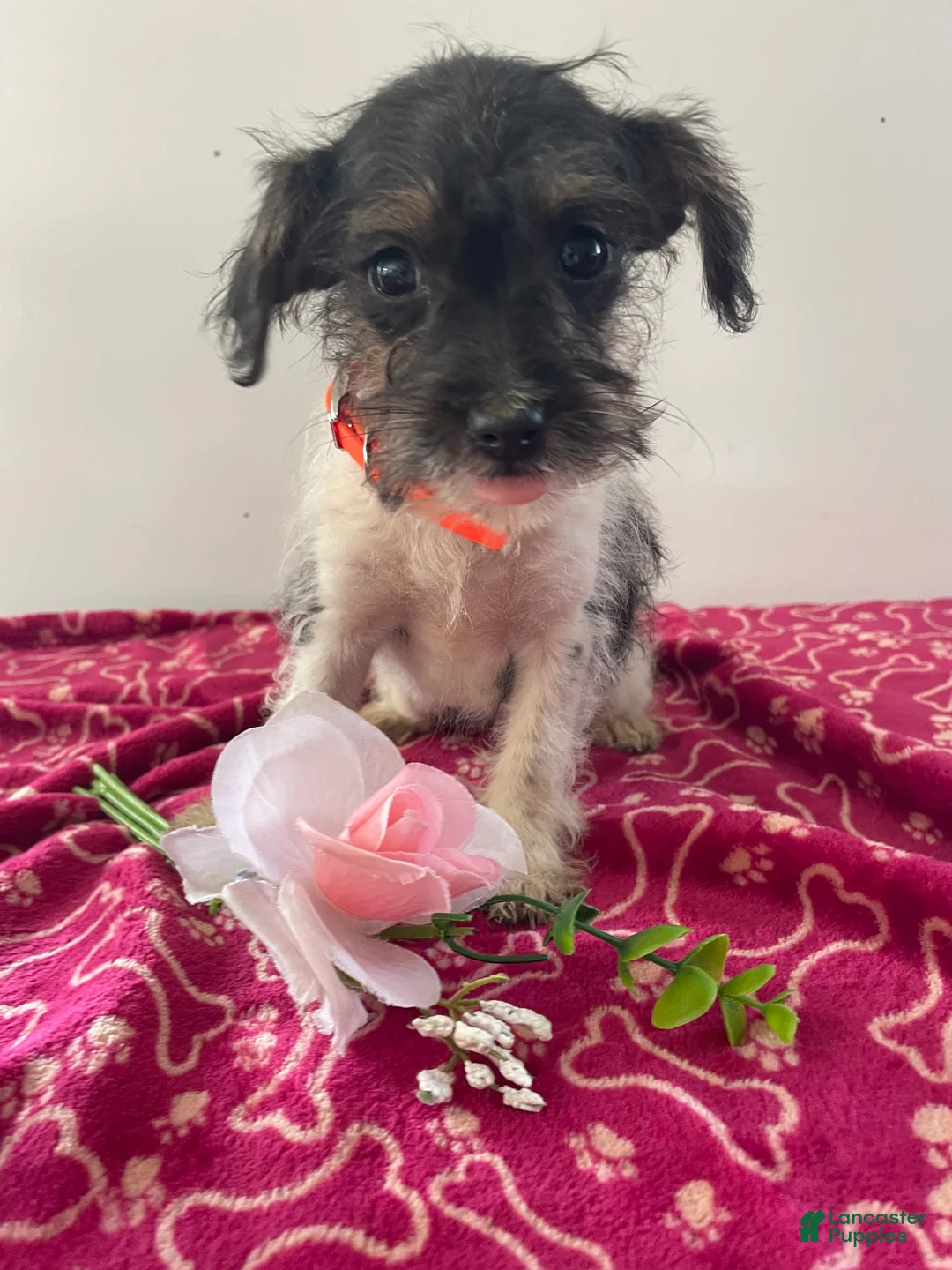 Jackapoo dogs for sale: Jackie - Ad 2