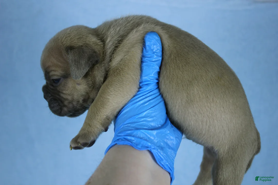 American Bully dogs for sale: White/Blue Male - Ad 10