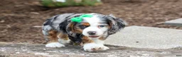 Cocker Spaniel dogs for sale: Jaxon 🐶💙 - Ad 14