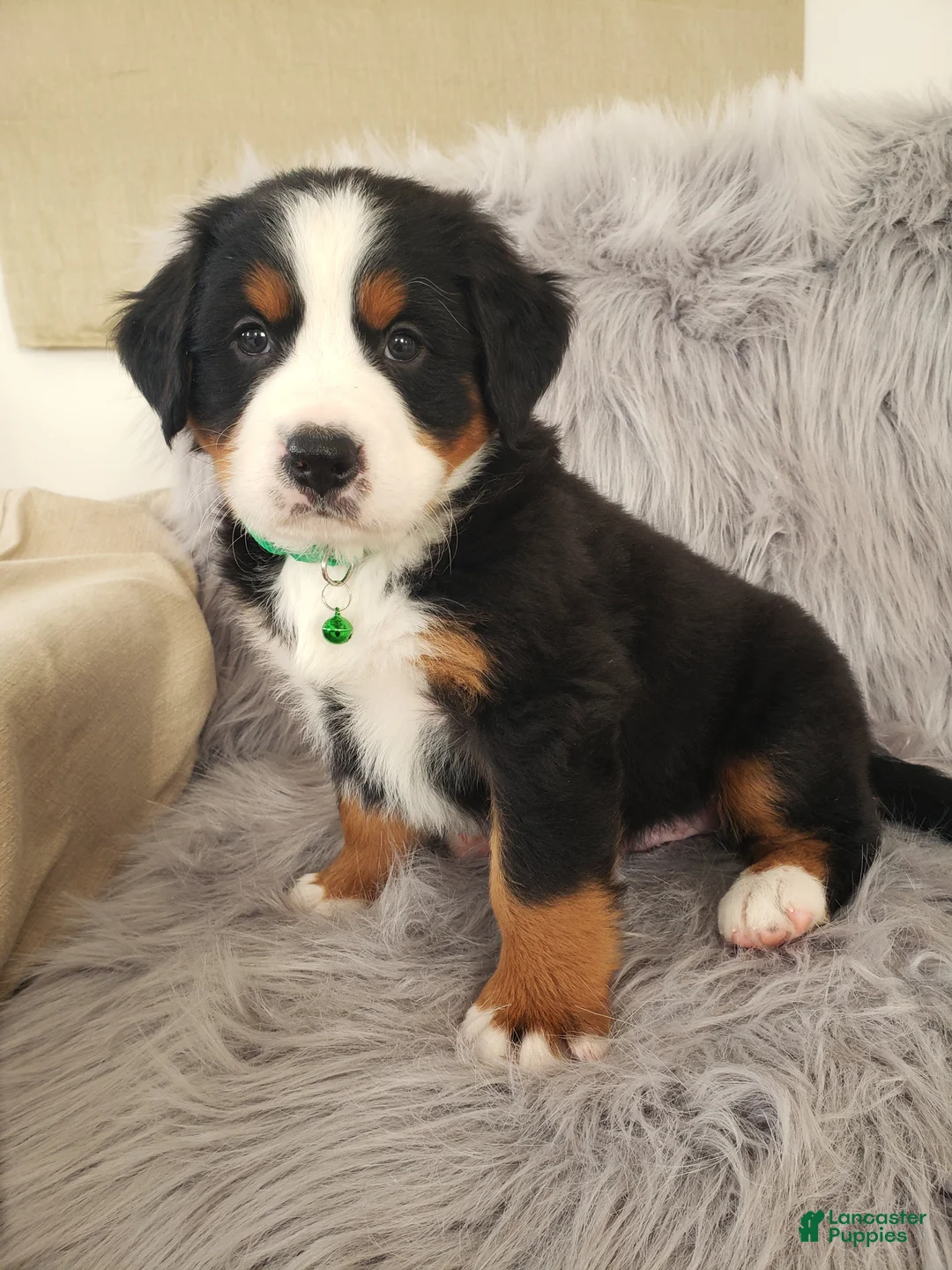 Bernese Mountain Dog dogs for sale: Maverick-Health Tested Parents - Ad 6