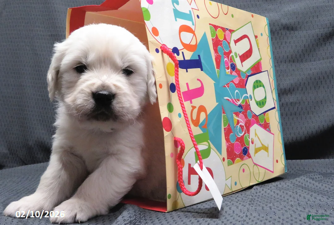 Golden Retriever dogs for sale: Popcorn - Ad 1