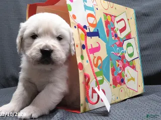 Golden Retriever dogs Popcorn - Ad 2