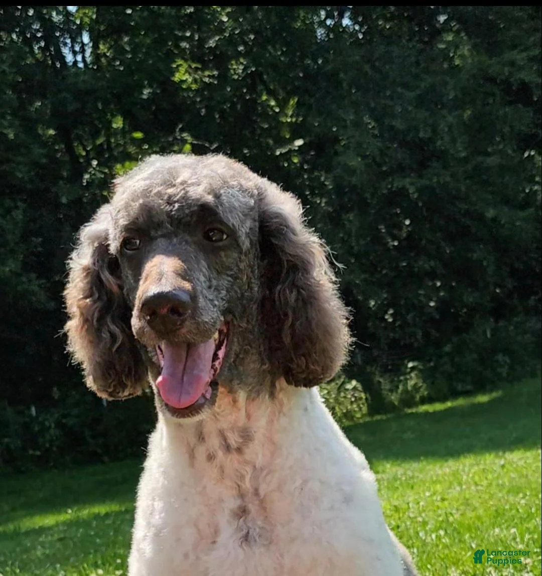 Mixed Breed dogs for sale: Beldam - Ad 4