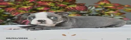 Boston Terrier dogs for sale: Jep - Ad 4