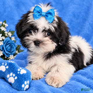 Shorkie dogs for sale: Boy 1 - Ad 1
