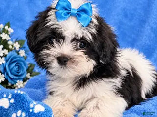 Shorkie dogs Boy 1 - Ad 2