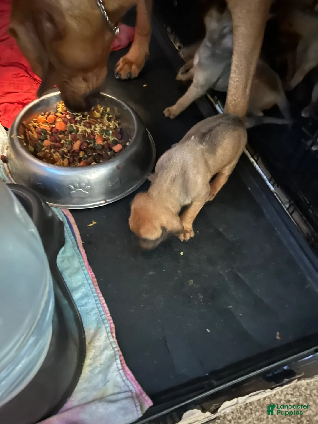 Rhodesian Ridgeback dogs for sale: Rhodesian Ridgeback Puppy 1 sky blue collar - Ad 19
