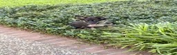 Mixed Breed dogs for sale: Saide  - Ad 6
