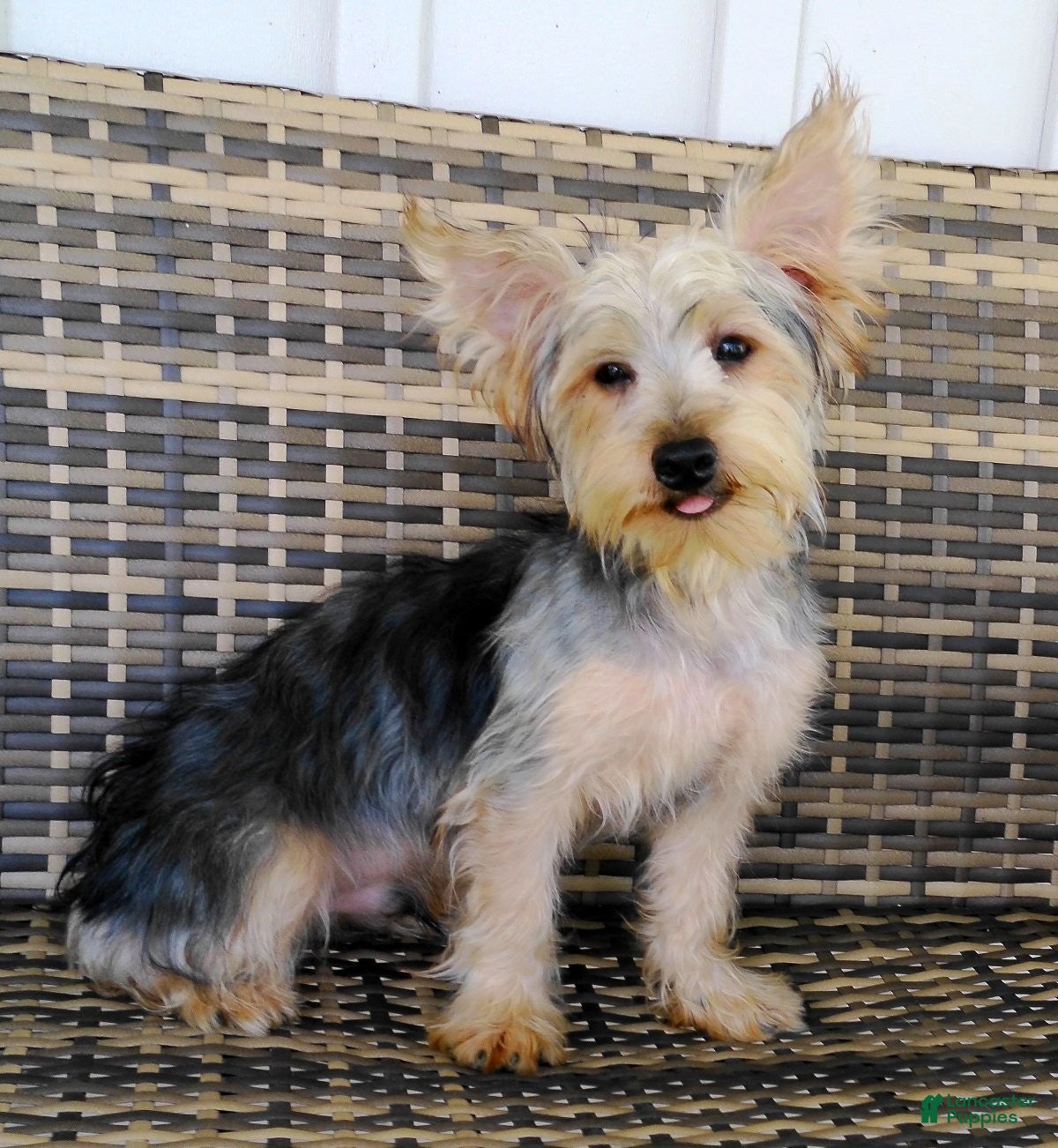Yorkshire Terrier dogs Zeke - Ad 2