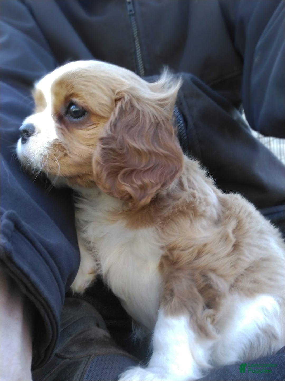 Cavalier King Charles Spaniel dogs for sale: Max - Ad 5