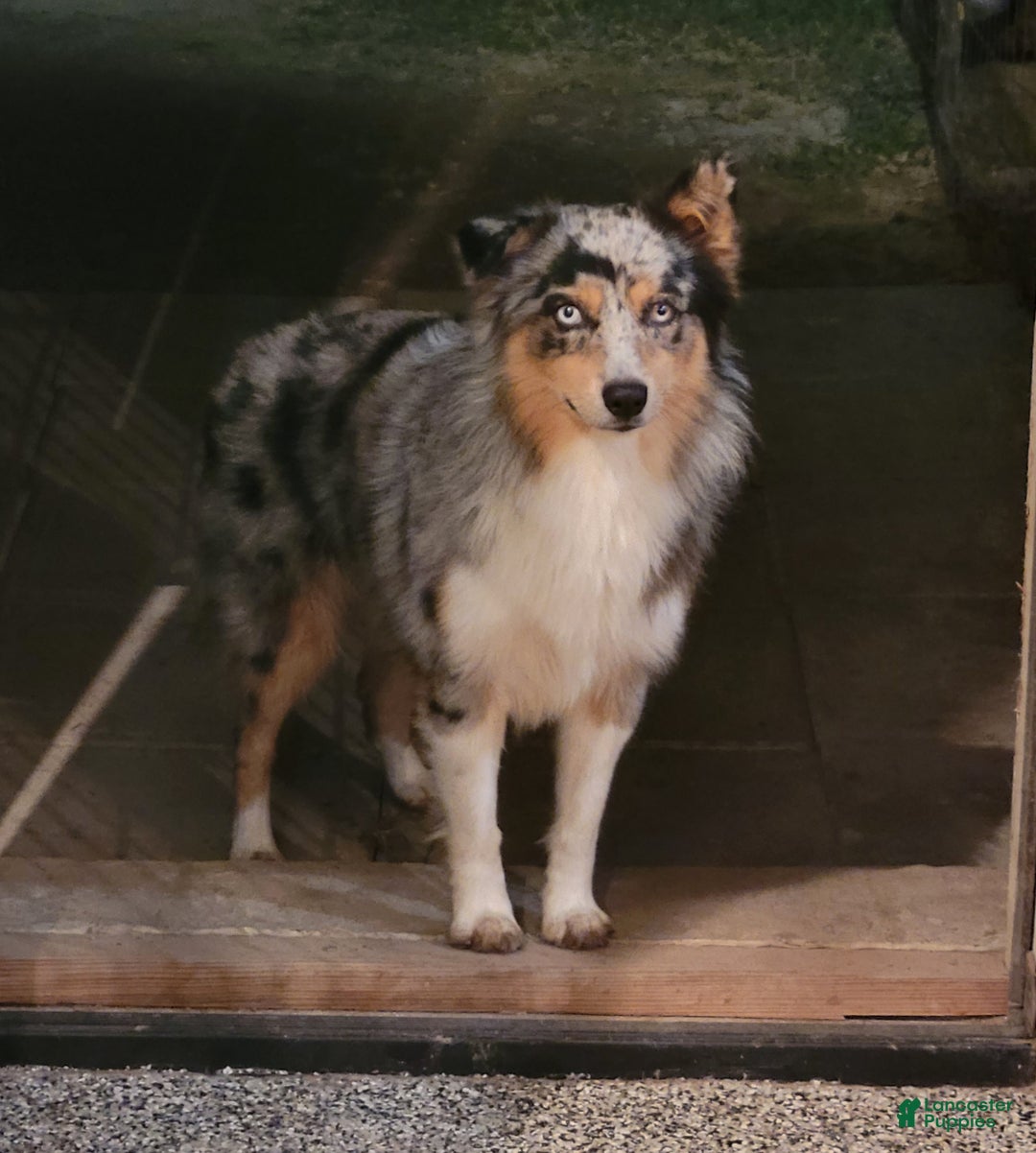 Miniature Australian Shepherd dogs for sale: GreenArrow - Ad 10