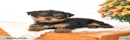Yorkshire Terrier dogs for sale: Asher - Ad 4