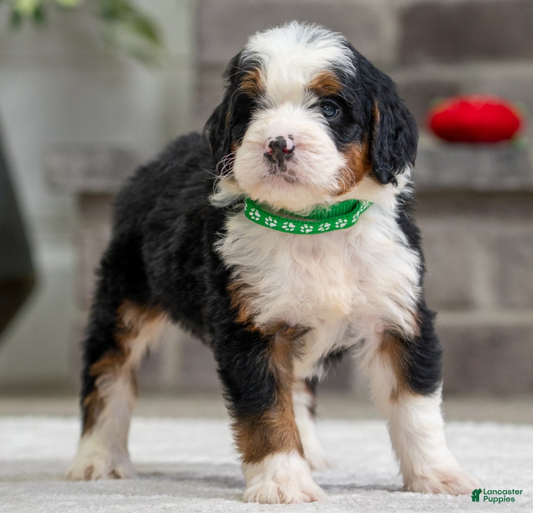Mini Bernedoodle dogs for sale: Roscoe - Ad 3