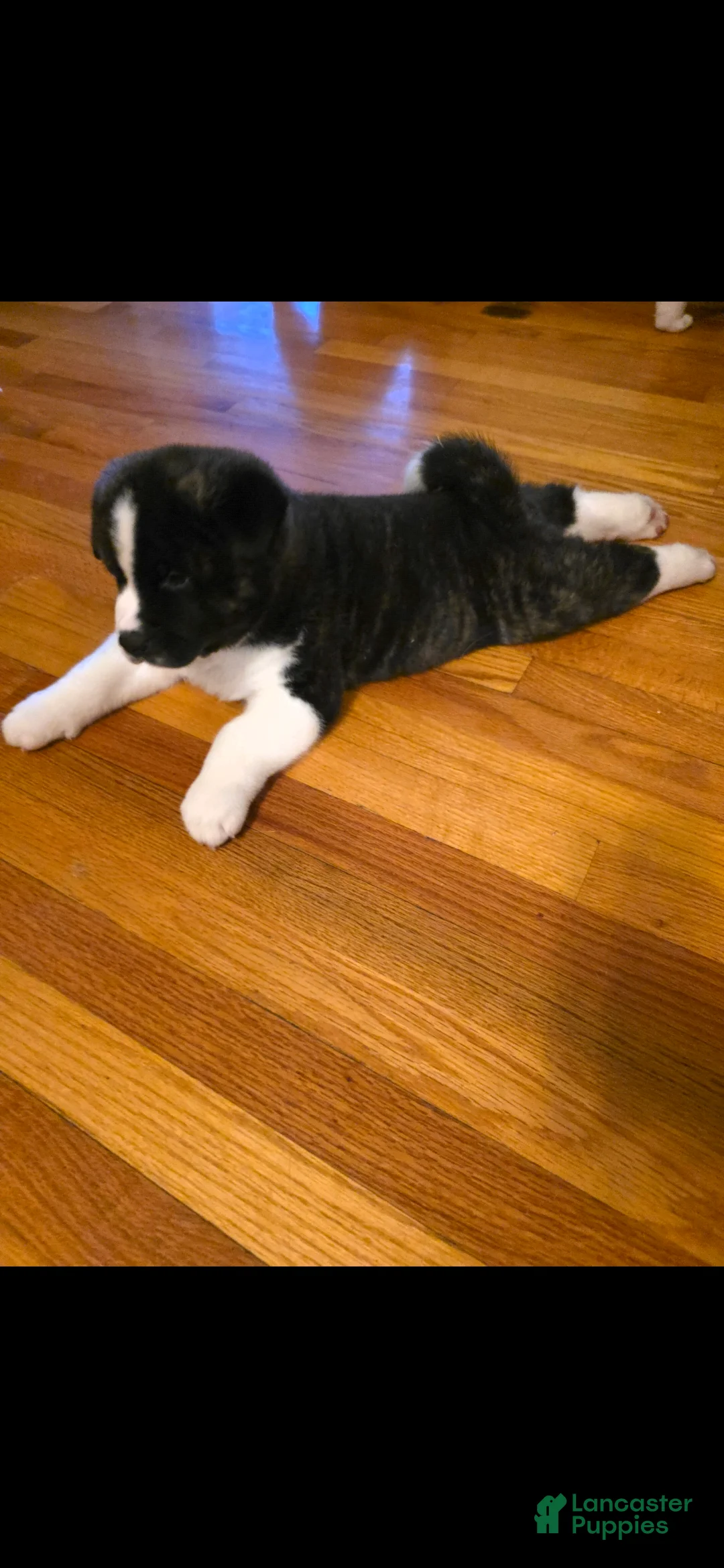 Akita dogs for sale: AKC Lucky - Ad 17