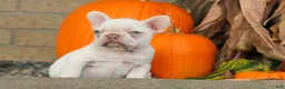 French Bulldog dogs for sale: Reba 💗 - Ad 10