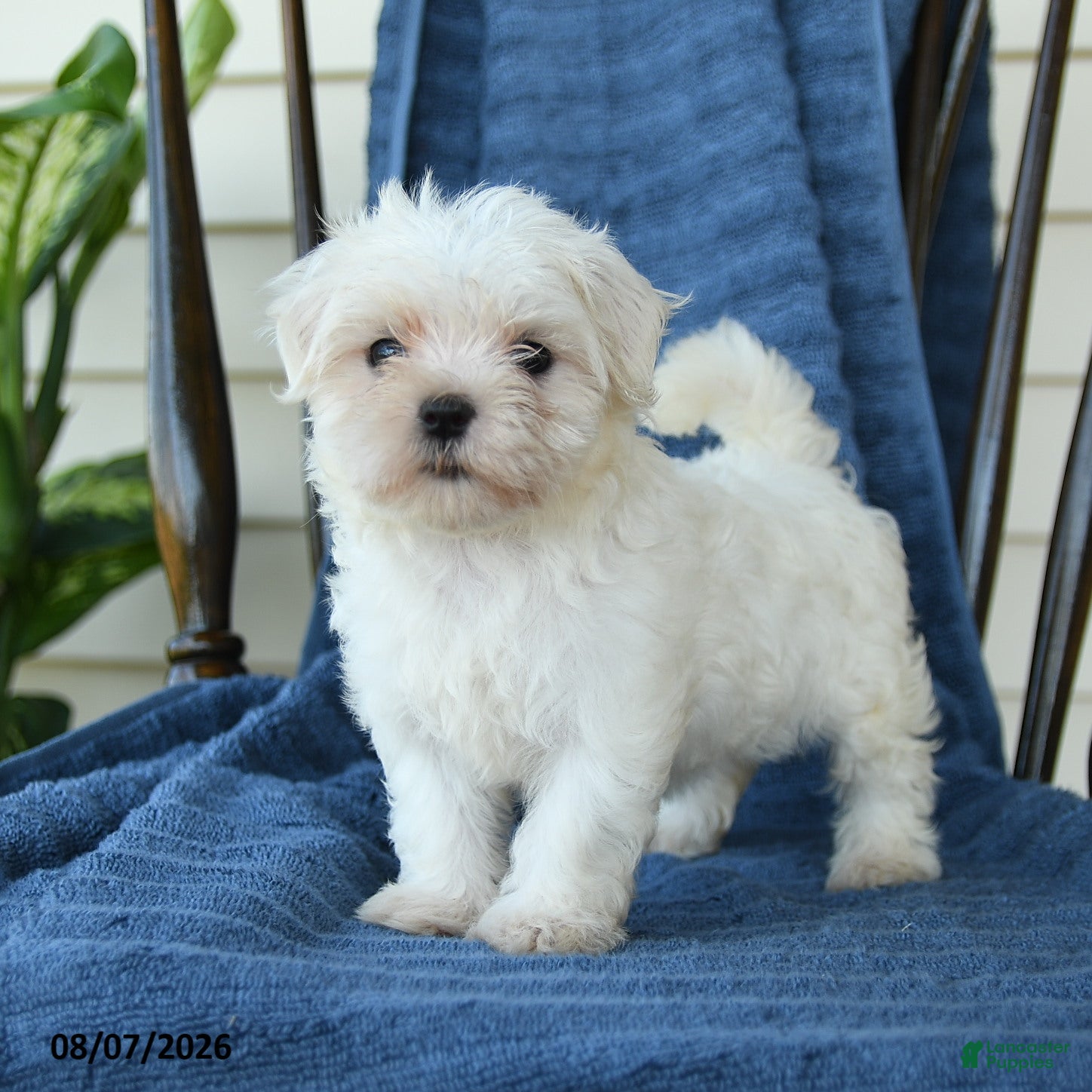 Maltese dogs Sharla - Ad 1