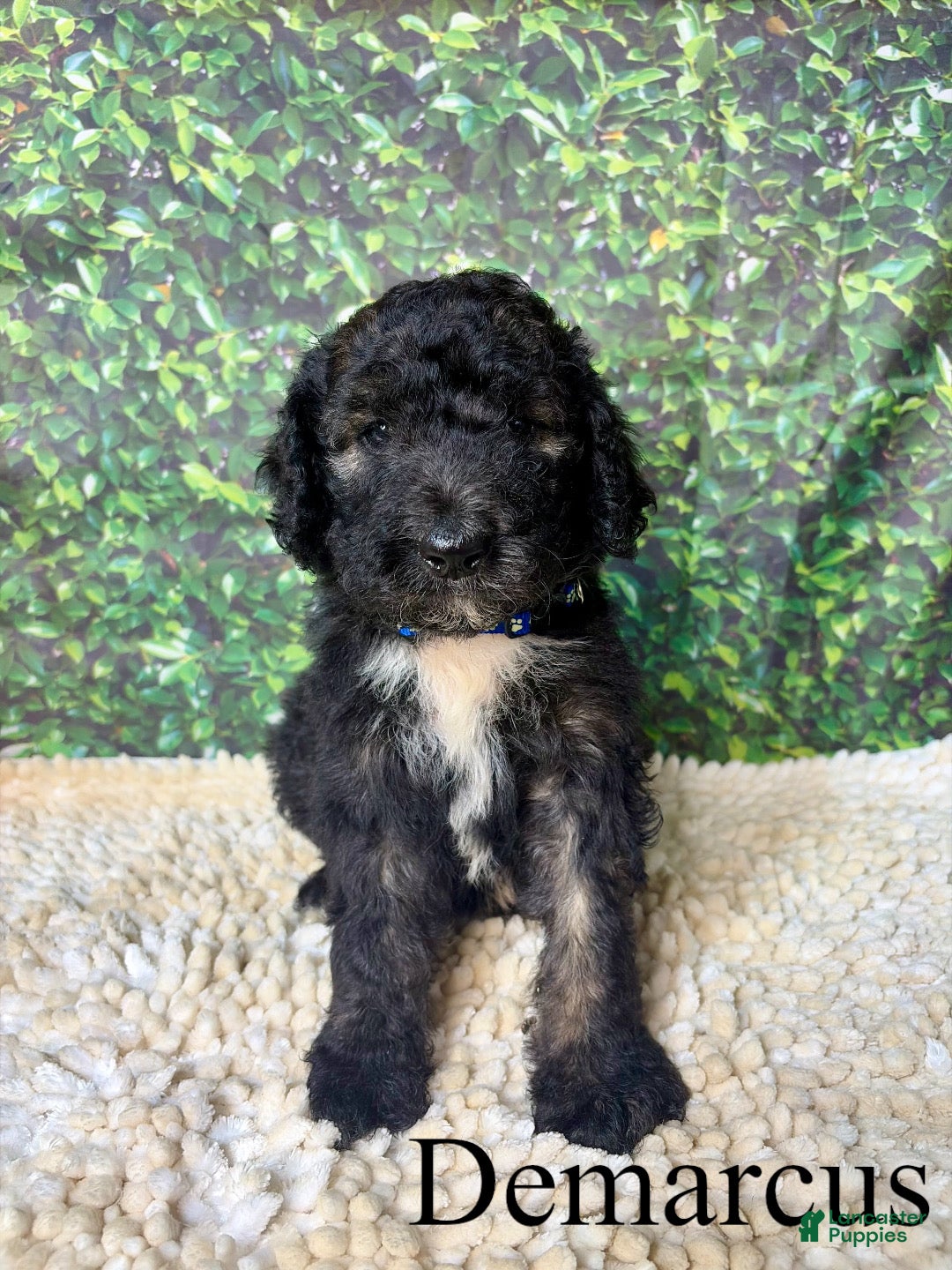 Bernedoodle dogs Demarcus - Ad 2