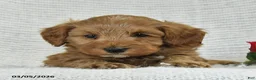 Mini Goldendoodle dogs for sale: Jared - Ad 3
