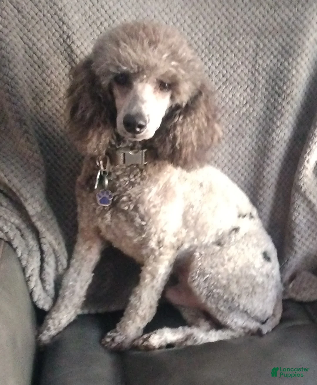 Mini Bernedoodle dogs for sale: Mini Bernedoodle Puppy 4 - Ad 3