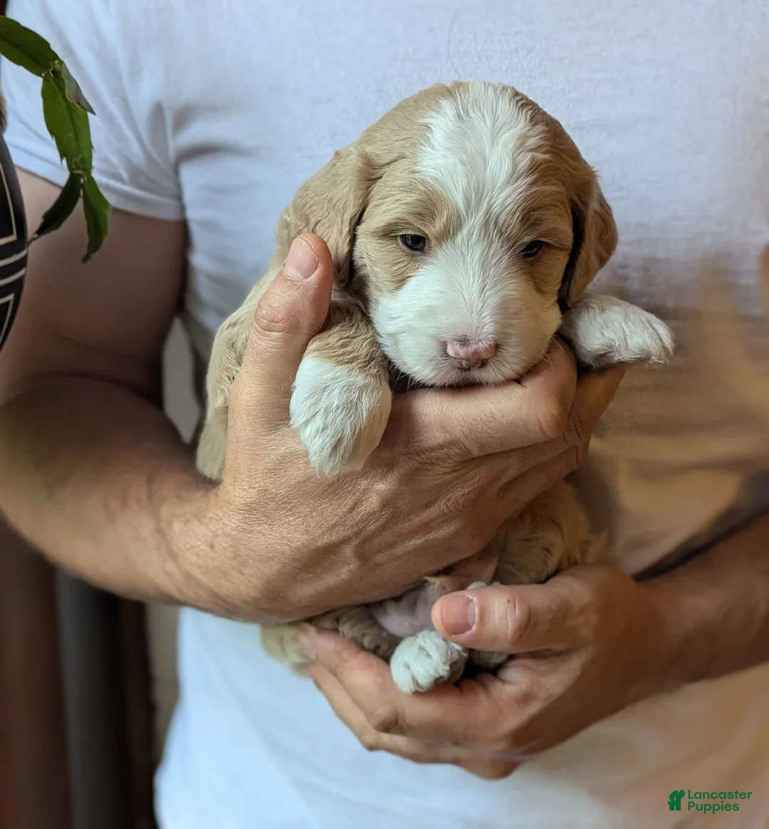 Mini Bernedoodle dogs for sale: Percy - Ad 1