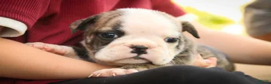 Queen English Bulldog 