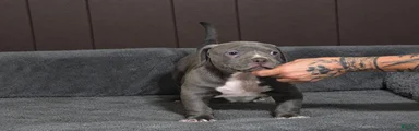 Blue Xl American Bully 