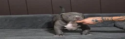 American Bully dogs for sale: Blue Xl American Bully  - Ad 1