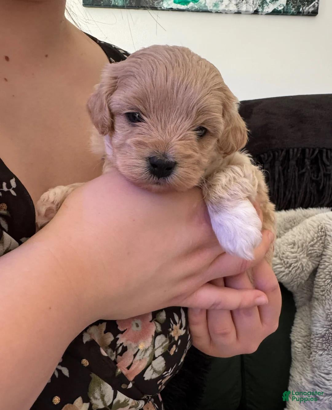 Maltipoo dogs Theo - Ad 9