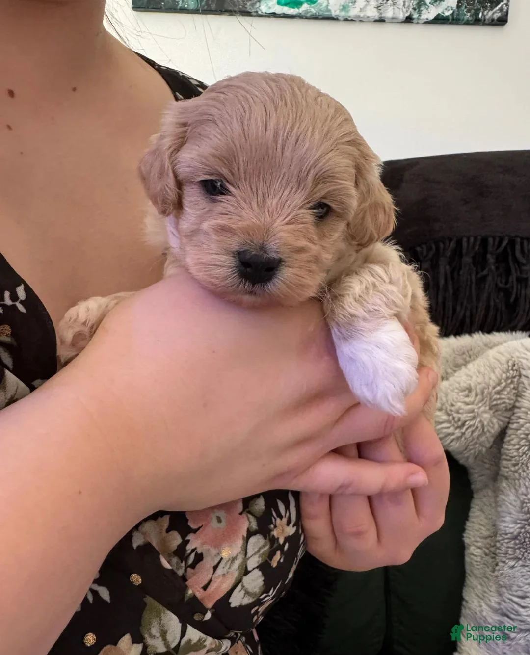 Maltipoo dogs for sale: Theo - Ad 1