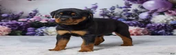 Rottweiler dogs for sale: Nova - Ad 5