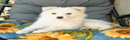 American Eskimo dogs for sale: Fawn - Ad 3